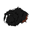 Black & Ginger Sheba Guinea Pig - 400 CTs