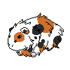 Tricolor Sheba Guinea Pig - 400 CTs