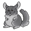 Chinchilla - 400 CTs