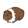 Brown-belted American Guinea Pig - 400 CTs