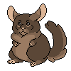 Brown Velvet Chinchilla - 400 CTs